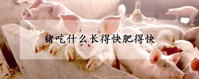 猪吃什么长得快肥得快