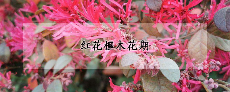 红花檵木花期