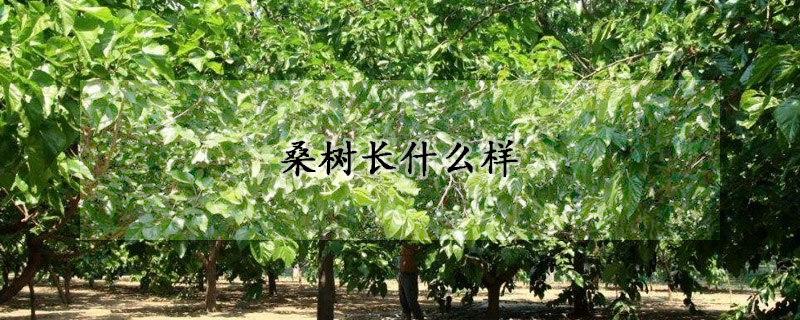桑树长什么样