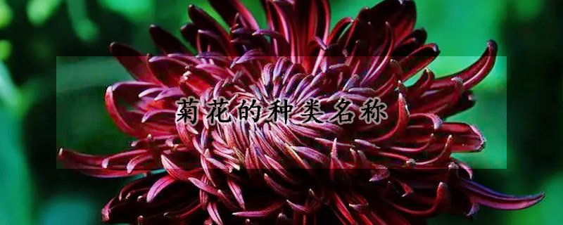 菊花的种类名称