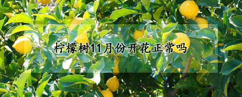 柠檬树11月份开花正常吗