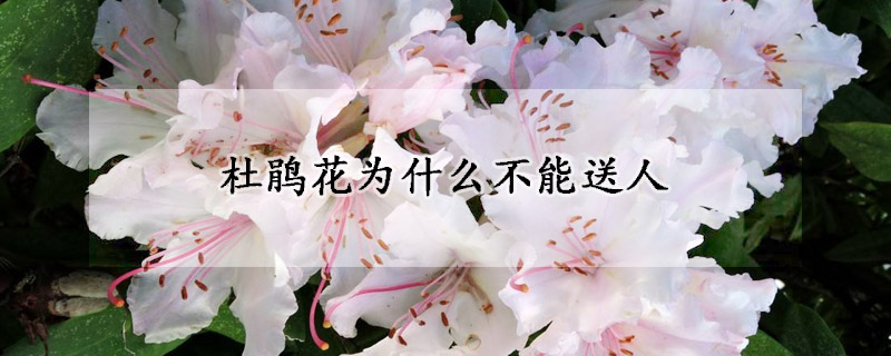 杜鹃花为什么不能送人