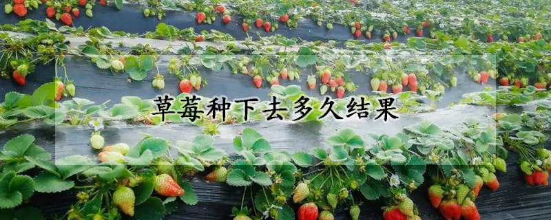 草莓种下去多久结果