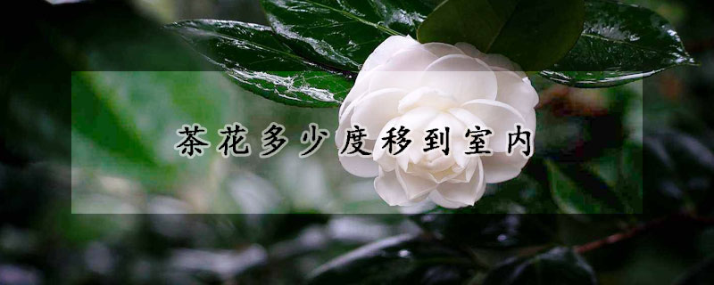 茶花多少度移到室内