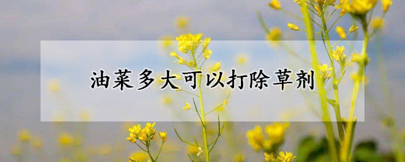 油菜多大可以打除草剂