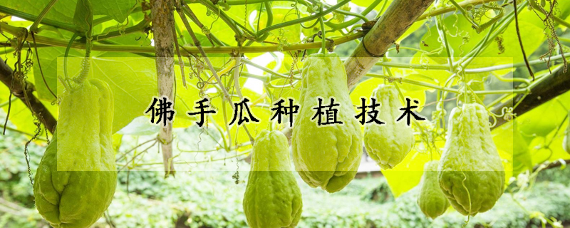 佛手瓜种植技术