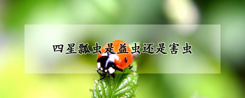 四星瓢虫是益虫还是害虫