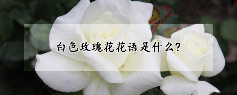 白色玫瑰花花语是什么?