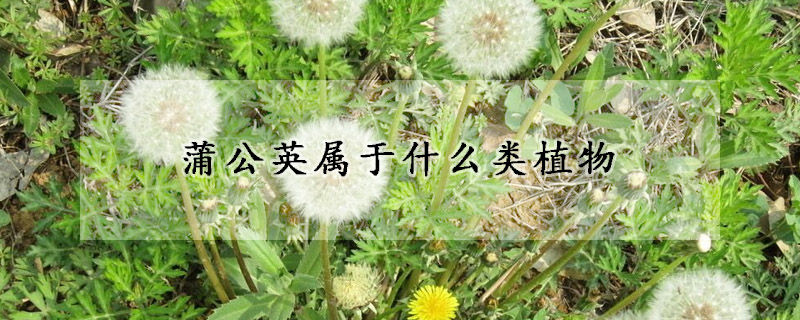 蒲公英属于什么类植物