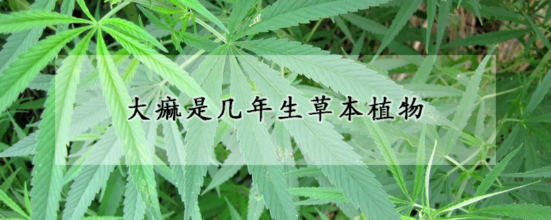 大痲是几年生草本植物