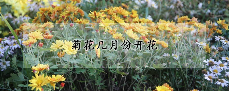 菊花几月份开花