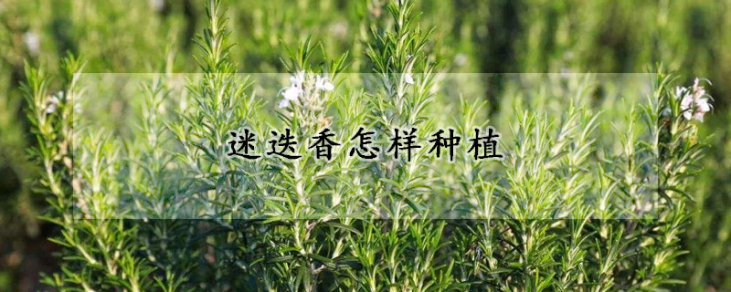 迷迭香怎样种植