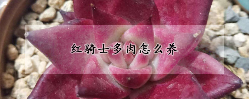 红骑士多肉怎么养