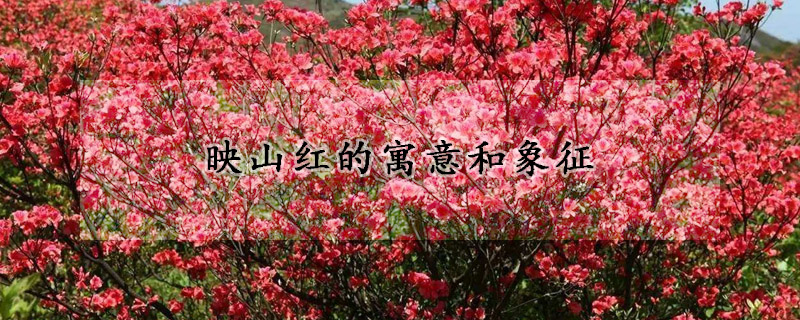 映山红的寓意和象征