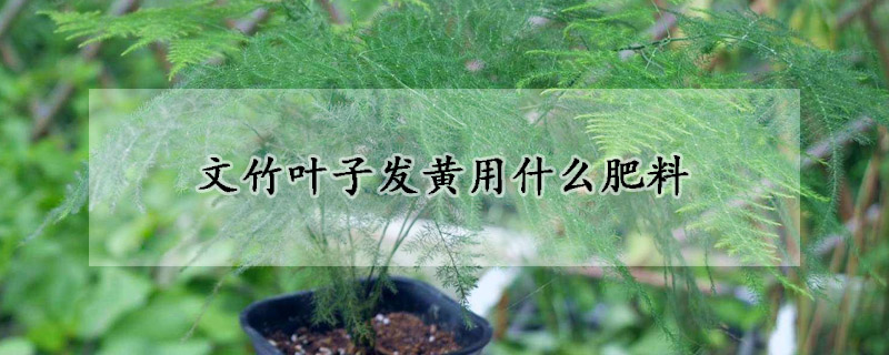 文竹叶子发黄用什么肥料