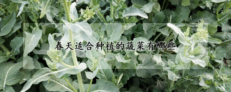 春天适合种植的蔬菜有哪些