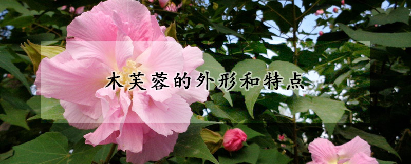 木芙蓉的外形和特点