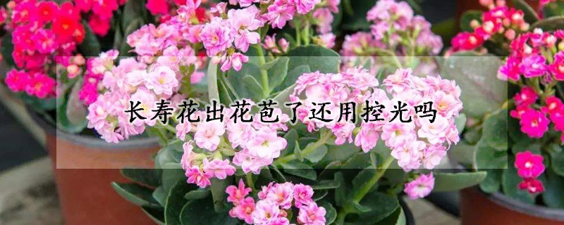 长寿花出花苞了还用控光吗