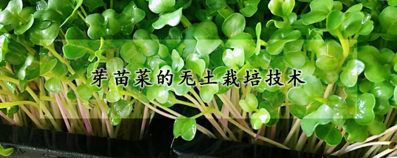 芽苗菜的无土栽培技术