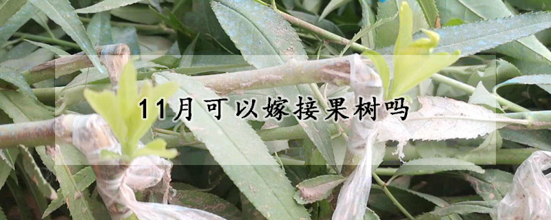 11月可以嫁接果树吗