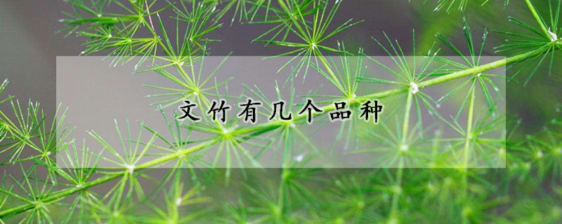 文竹有几个品种