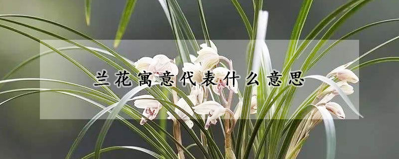 兰花寓意代表什么意思