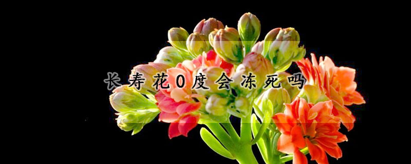 长寿花0度会冻死吗