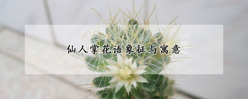 仙人掌花语象征与寓意