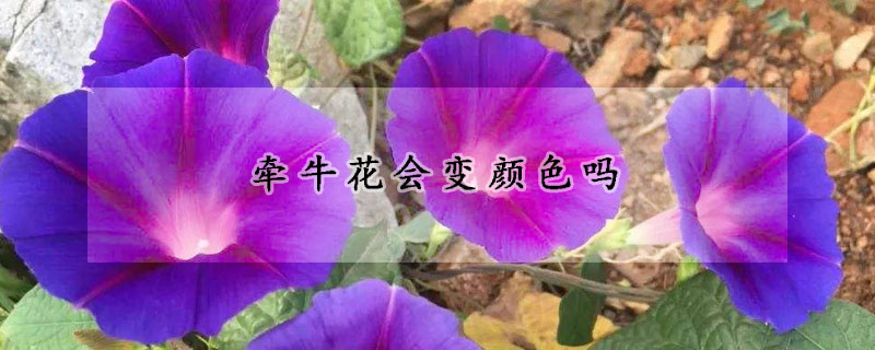 牵牛花会变颜色吗