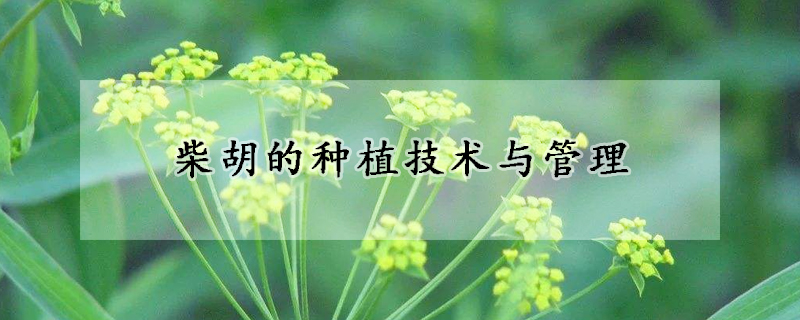 柴胡的种植技术与管理