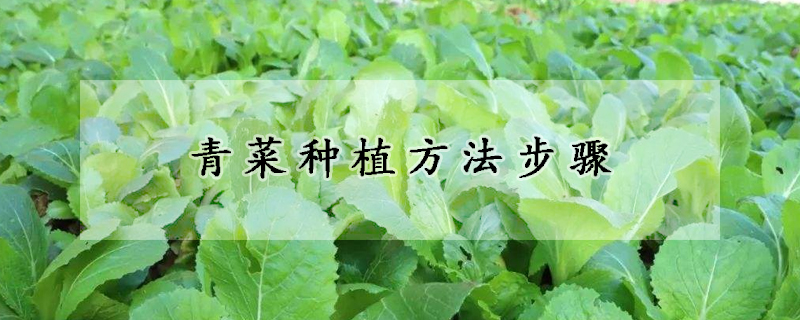 青菜种植方法步骤