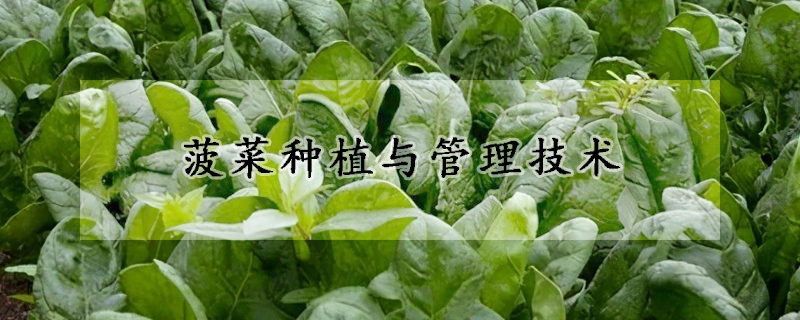菠菜种植与管理技术