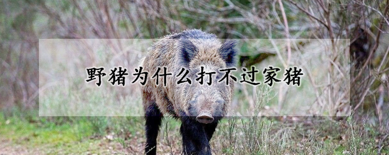 野猪为什么打不过家猪