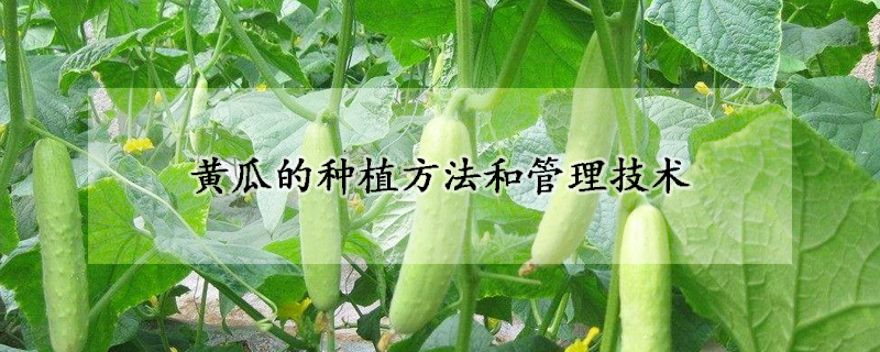 黄瓜的种植方法和管理技术