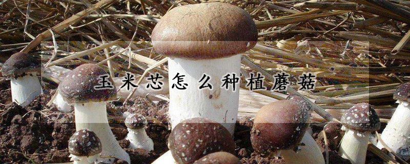 玉米芯怎么种植蘑菇