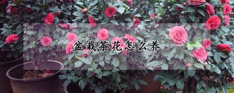 盆栽茶花怎么养