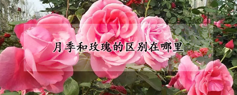 月季和玫瑰的区别在哪里