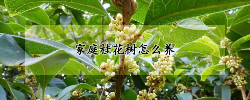 家庭桂花树怎么养