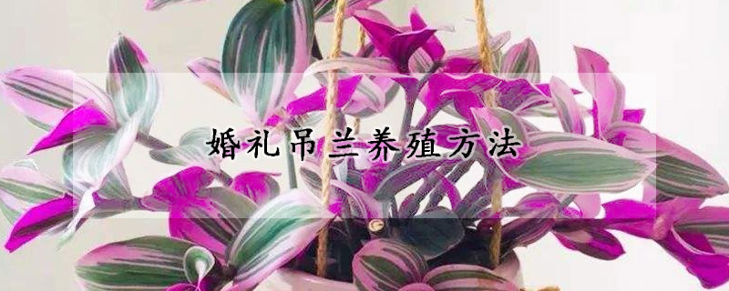 婚礼吊兰养殖方法