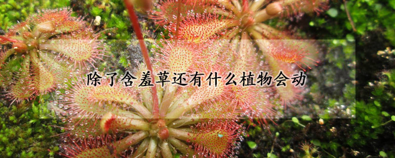 除了含羞草还有什么植物会动