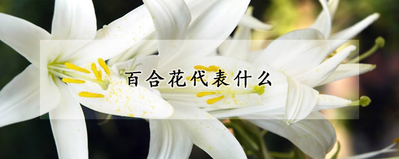 百合花代表什么