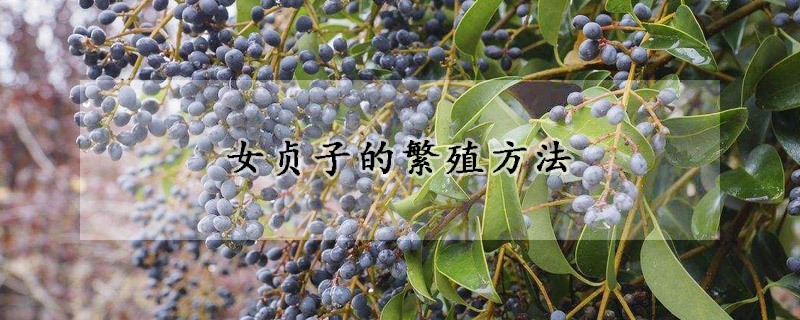 女贞子的繁殖方法