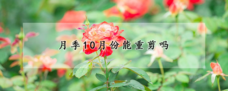 月季10月份能重剪吗