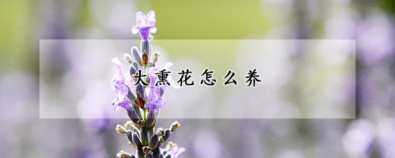 大熏花怎么养