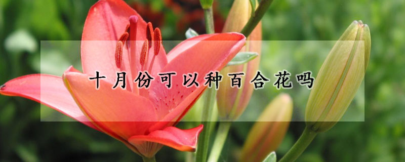 十月份可以种百合花吗