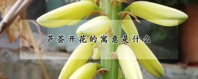 芦荟开花的寓意是什么