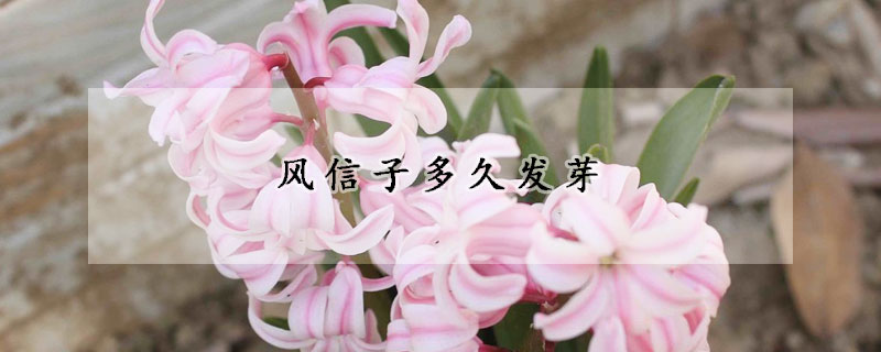 风信子多久发芽