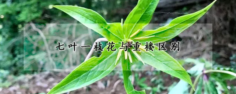 七叶一枝花与重楼区别