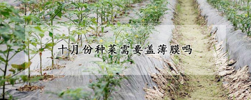 十月份种菜需要盖薄膜吗