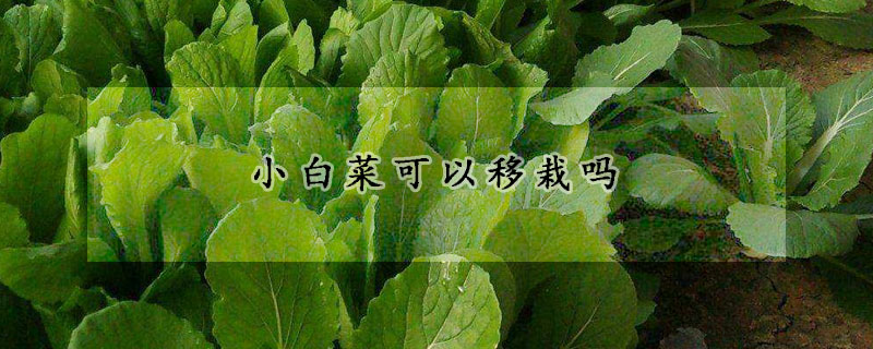 小白菜可以移栽吗